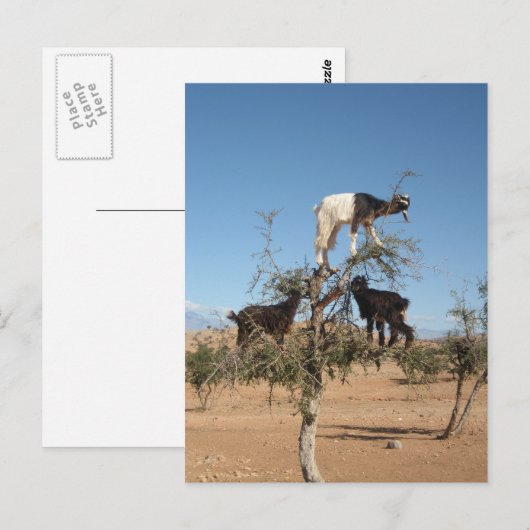 Grappig geit in een boom briefkaart (Voorkant / Achterkant)
