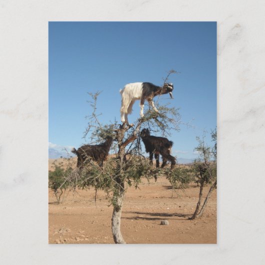 Grappig geit in een boom briefkaart (Voorkant)