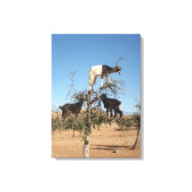 Grappig geit in een boom