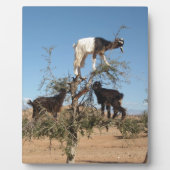 Grappig geit in een boom fotoplaat (Voorkant)