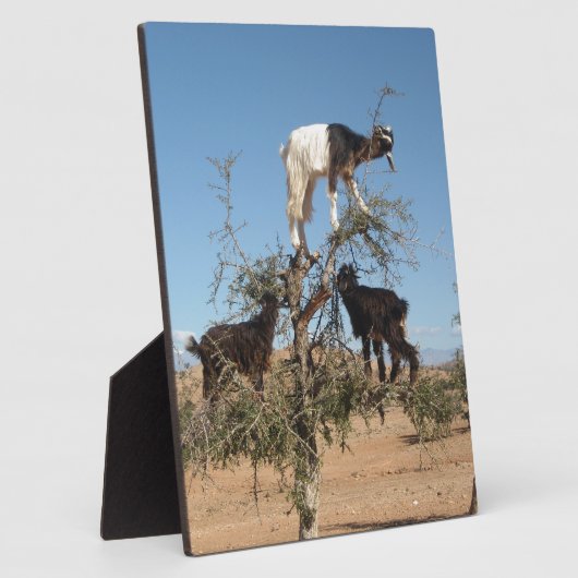 Grappig geit in een boom fotoplaat (Zijkant)