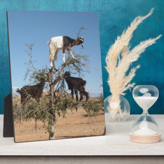 Grappig geit in een boom fotoplaat (Zijkant)