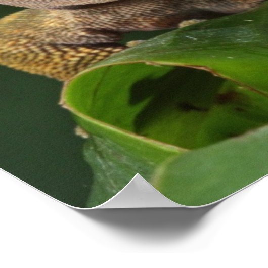 Grappig GEKO dat met Tongue opspringt Poster (Hoek)