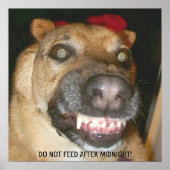 Grappig gezicht GSD hond niet voeden na middernach Poster (Voorkant)