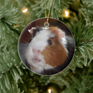 Grappig, glad, driekleurig cavia gezicht keramisch ornament