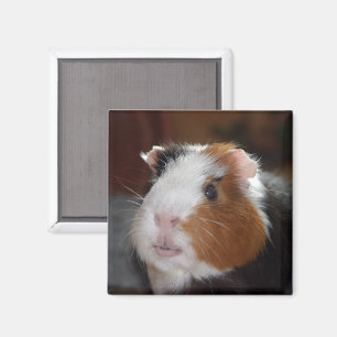 Grappig, gladharig driekleurig cavia gezicht magneet