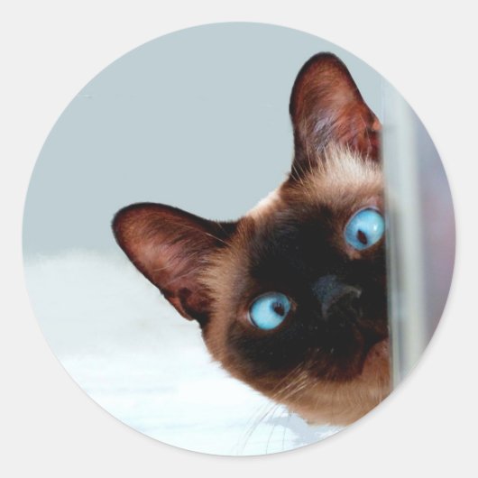 Grappig gluren Siamese kat Ronde Sticker (Voorkant)