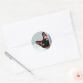 Grappig gluren Siamese kat Ronde Sticker (Envelop)