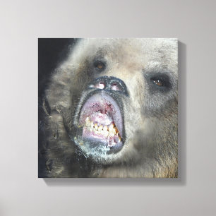 Grappig grizzly Beren welp likken het glasraam Canvas Afdruk