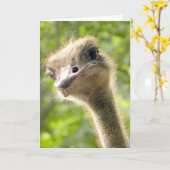 Grappig Happy Birthday Kaart l Struisvogelfotograf (Gele Bloem)