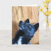 Grappig hondenras dat zwart-wit is kaart (Gele Bloem)