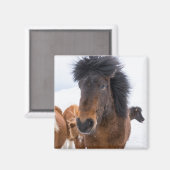 Grappig IJslands paard portret Magneet (Voorkant / Achterkant)