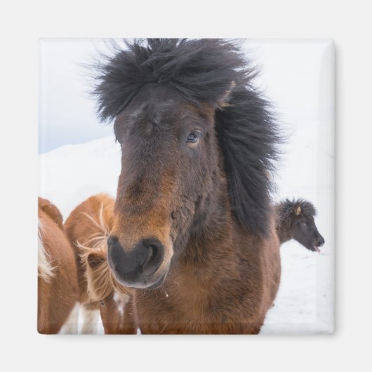 Grappig IJslands paard portret Magneet (Voorkant)