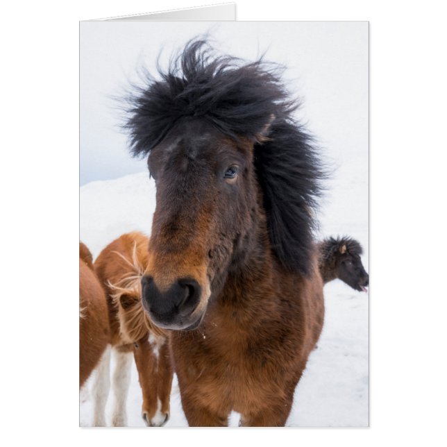 Grappig IJslands Paardenportret (Voorkant)