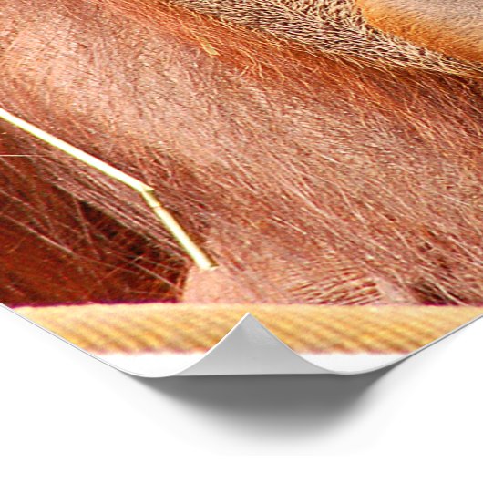 Grappig kalm orangutaan poster (Hoek)