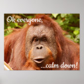 Grappig kalm orangutaan poster (Voorkant)