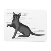 Grappig Kat Anatomie Diagram Humor Nerdy Magneet (Horizontaal)