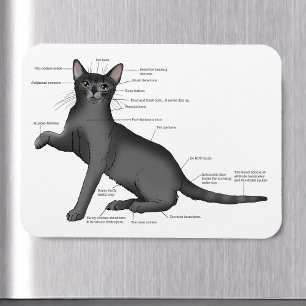Grappig Kat Anatomie Diagram Humor Nerdy Magneet