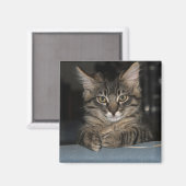 Grappig Kat "Oh Echt?" Magnet (Voorkant / Achterkant)