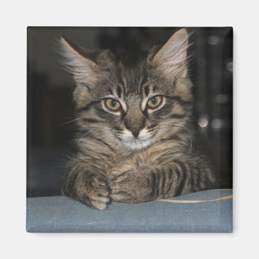 Grappig Kat "Oh Echt?" Magnet (Voorkant)