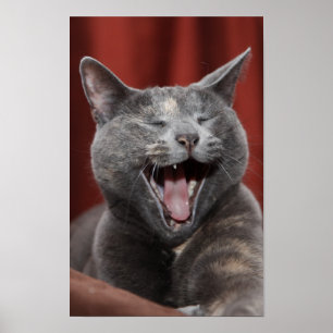 Grappig kat poster