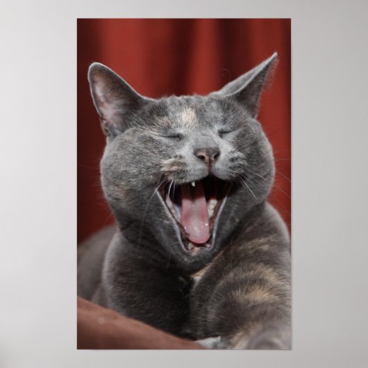 Grappig kat poster (Voorkant)