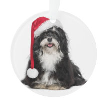 Grappig kerstfeest met Havanese hond met Santa Hat