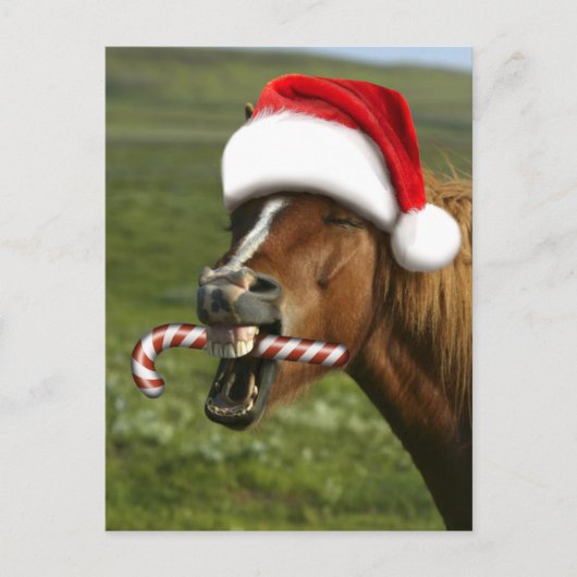 Grappig kerstpaard met kersthoed briefkaart (Voorkant)