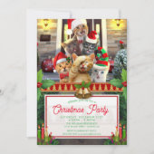 Grappig kittens op kerstdag. kaart (Voorkant)