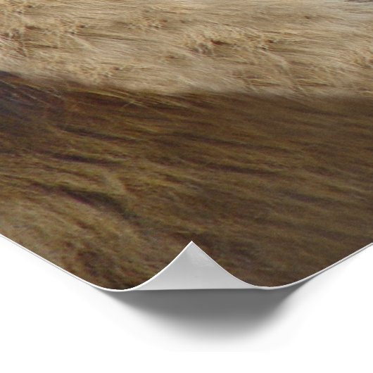 Grappig leeuwen met tongen uit Poster afdrukken (Hoek)