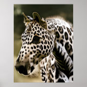 Grappig Leopard Appaloosa Paard Poster (Voorkant)