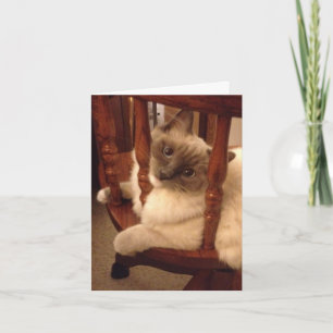 Grappig met een houding lappenpop kat kaart