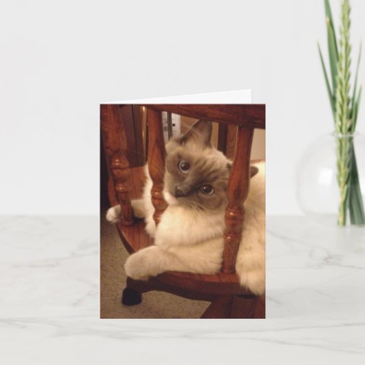 Grappig met een houding lappenpop kat kaart (Voorkant)