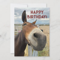 GRAPPIG Mule Verjaardag Dier Kaart Echt Oor