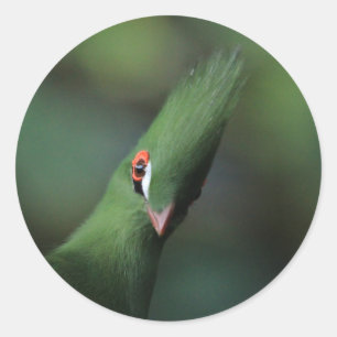 Grappig nieuwsgierig Guinee Turaco Green Bird Ronde Sticker