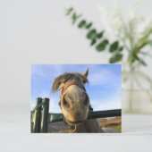 Grappig Paard Briefkaart (Staand voorkant)