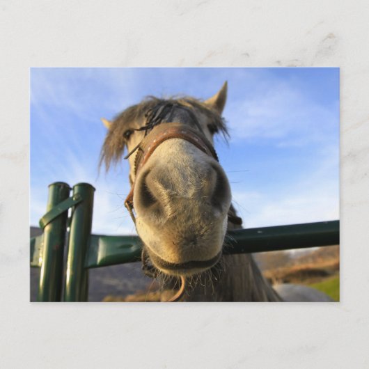 Grappig Paard Briefkaart (Voorkant)