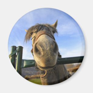 Grappig Paard Magneet