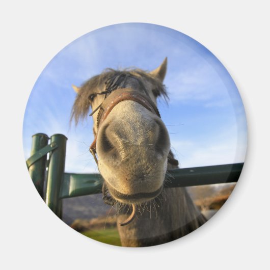 Grappig Paard Magneet (Voorkant)