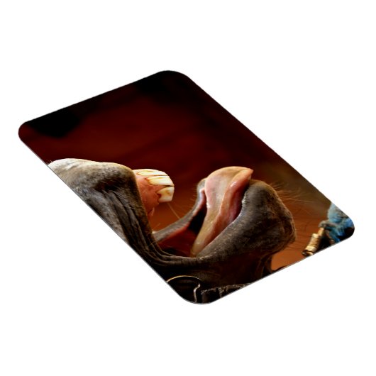 Grappig paard met open mond, tong uitgestoken magneet (Rechterzijde)