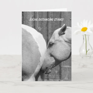 Grappig Paard Stinkt Sociale Afstand Missen Je Kaart