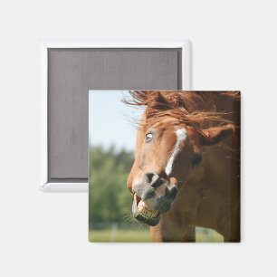 Grappig Paarden Gezicht met Gekrulde Lippen, Gek O Magneet