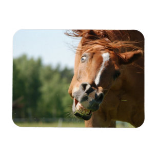 Grappig Paarden Gezicht met Gekrulde Lippen, Gek O Magneet