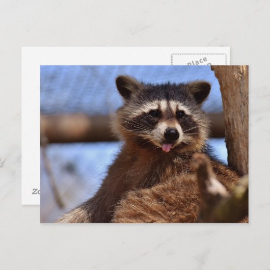 Grappig Raccoon die het uittikt is Tongue Briefkaart (Voorkant / Achterkant)