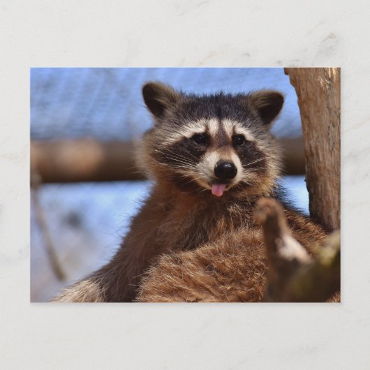 Grappig Raccoon die het uittikt is Tongue Briefkaart (Voorkant)