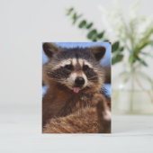 Grappig Raccoon die het uittikt is Tongue Briefkaart (Staand voorkant)
