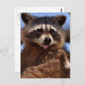Grappig Raccoon die het uittikt is Tongue Briefkaart (Voorkant / Achterkant)