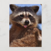 Grappig Raccoon die het uittikt is Tongue Briefkaart (Voorkant)