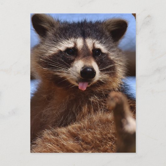 Grappig Raccoon die het uittikt is Tongue Briefkaart (Voorkant)