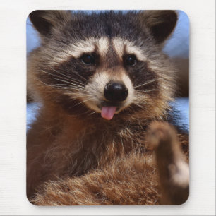 Grappig Raccoon die het uittikt is Tongue Muismat